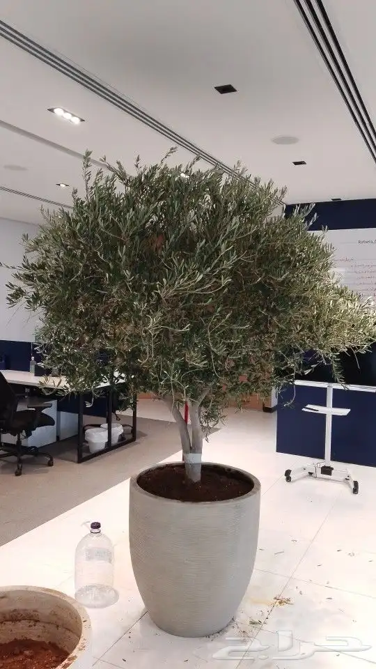نخل اشجار زينه ومثمره زيتون 6