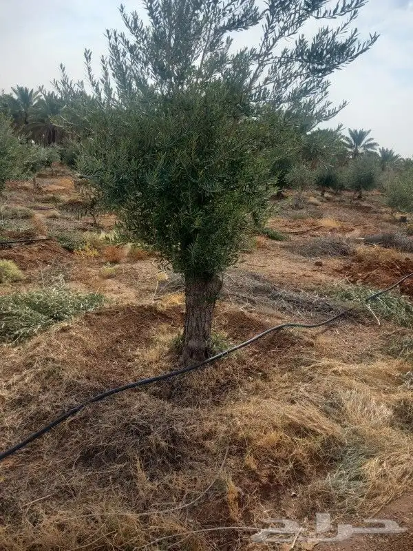 شجره زيتون معمر 2