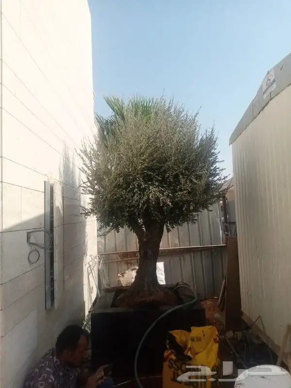 شجره زيتون معمر 4