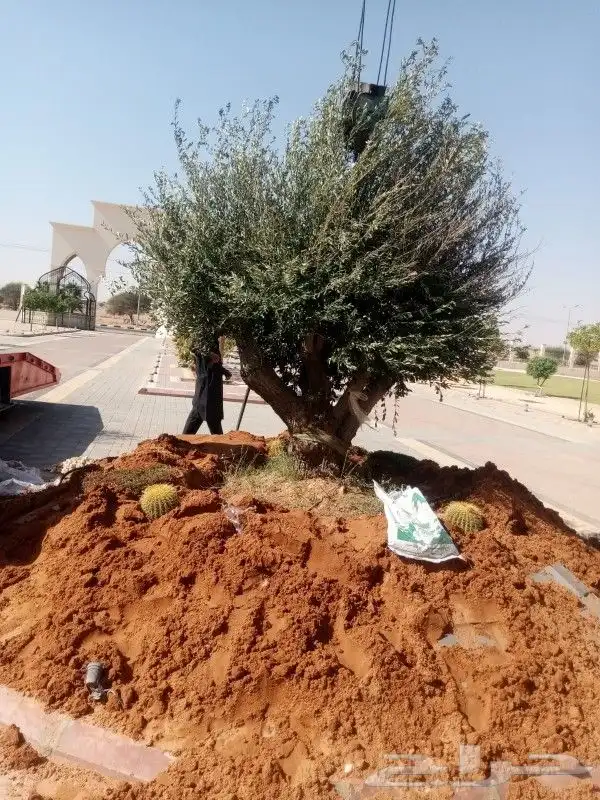شجره زيتون معمر 0