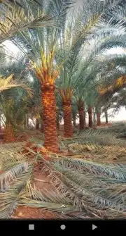 نقوم بتوريد انخيل وزرعته وتنفيذ الشبوك وتراث في أنحاء المملك 9