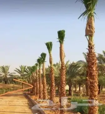 نقوم بتوريد انخيل وزرعته وتنفيذ الشبوك وتراث في أنحاء المملك 0