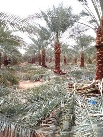 نقوم بتوريد انخيل وزرعته وتنفيذ الشبوك وتراث في أنحاء المملك 2