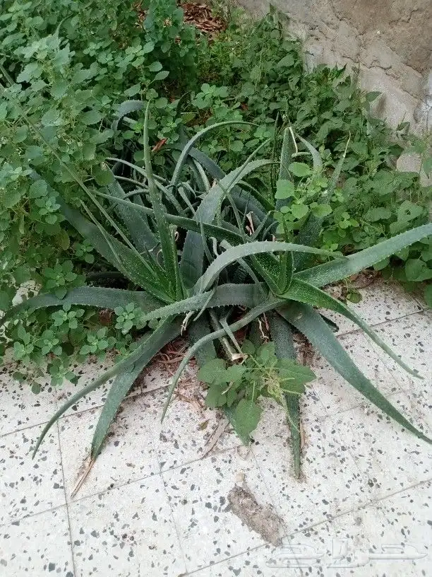 شتلات صبار للبيع 1