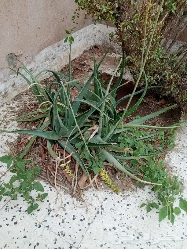 شتلات صبار للبيع 0