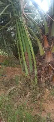 فسائل مجدول وبرحي ممتازة 4