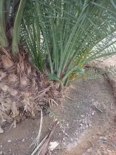 نخل اللبيع في مكه 3