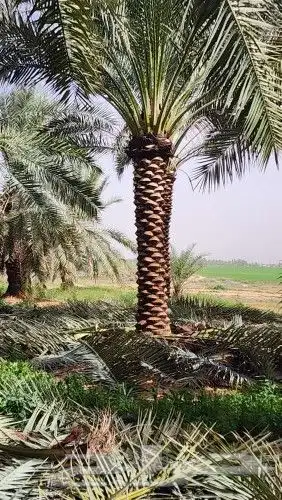 نخل اللبيع في مكه 1
