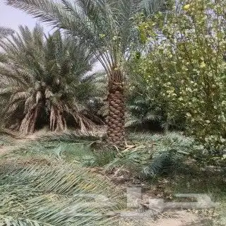 توريد جميع انوع انخل 0