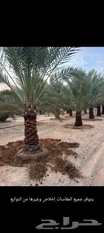 نخل اللبيع في مكه 0