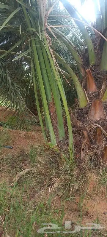 فسائل مجدول وبرحي ممتازة 5