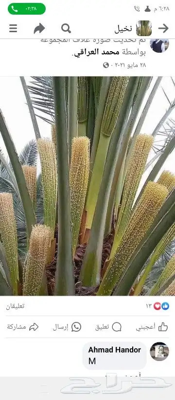 نخل اللبيع في مكه 8