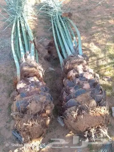 نخل اللبيع في مكه 7