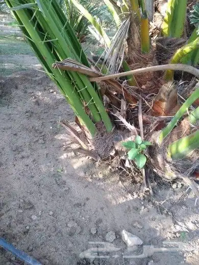 فسائل احجام مختلفه للبيع 0