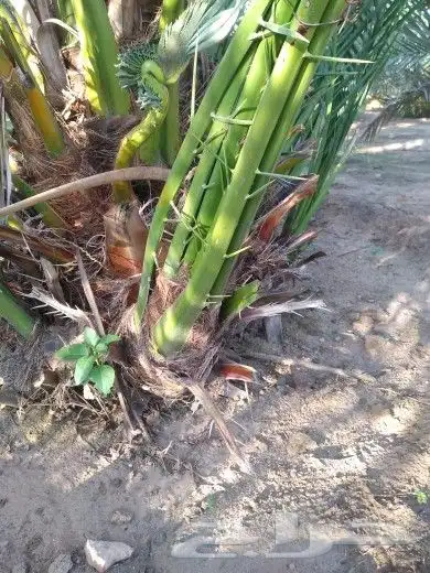 فسائل احجام مختلفه للبيع 2