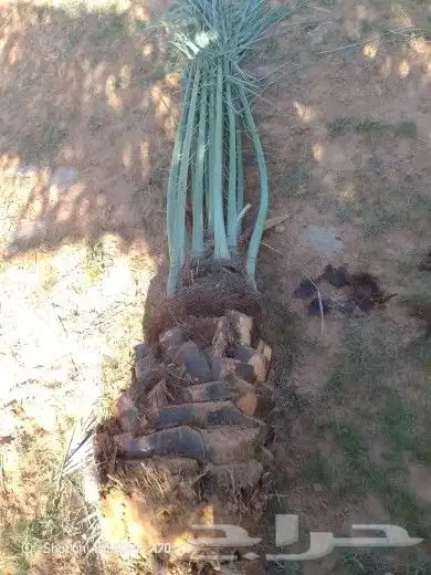 نخل اللبيع في مكه 6