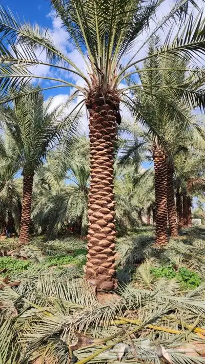 نخل اللبيع في مكه 4