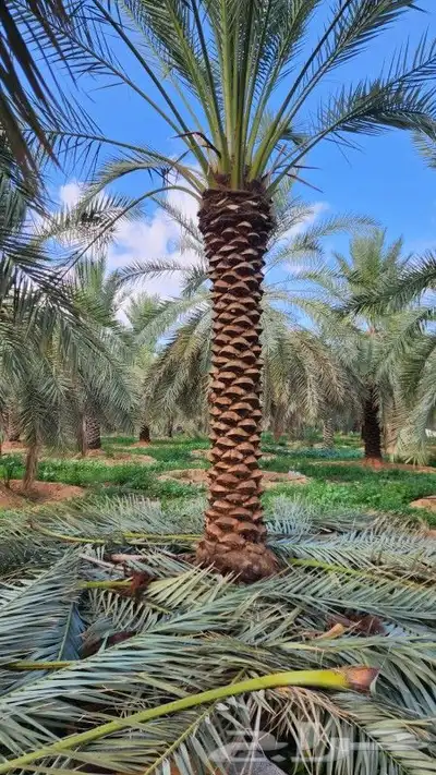 نخل اللبيع في مكه 2