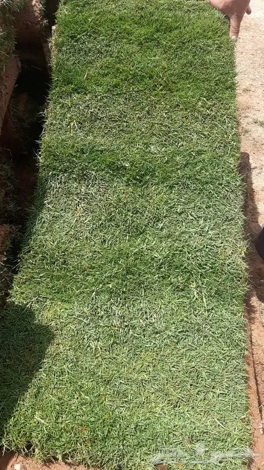 مشتل زراعى وصيانه وتنسيق حدائق 30