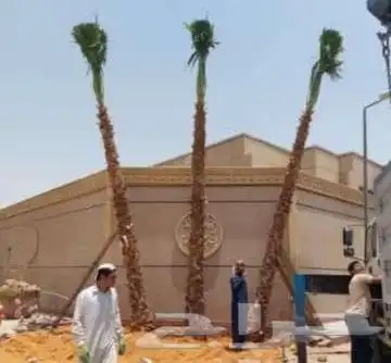 نقوم بتوريد انخيل الوشنطني والعربي وزرعته وتنفيذ اتراث في أن 4