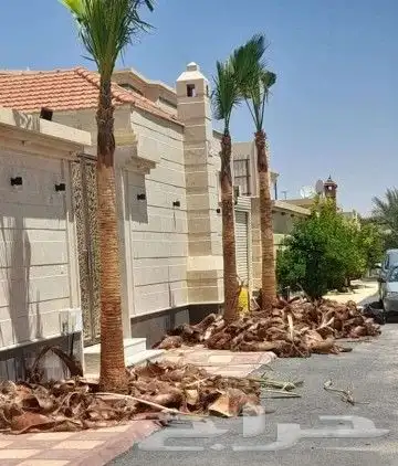 نقوم بتوريد انخيل الوشنطني والعربي وزرعته وتنفيذ اتراث في أن 3