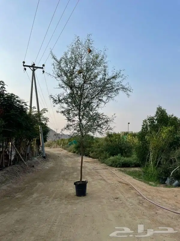 توريد نخيل وشجار زيتون وسدر 3