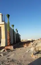 جميع انواع النخيل عربي ووشنطني 6