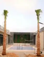 جميع انواع النخيل عربي ووشنطني 5