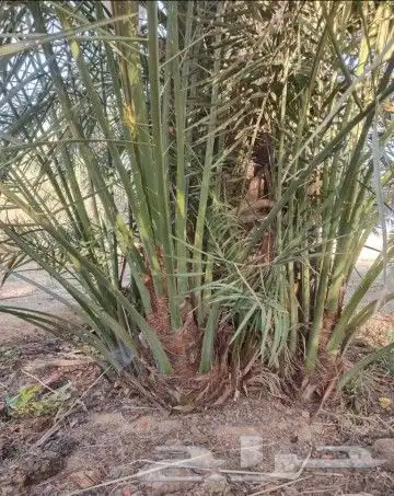 جميع انواع النخيل عربي ووشنطني 2