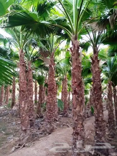 نخل واشنطن 3