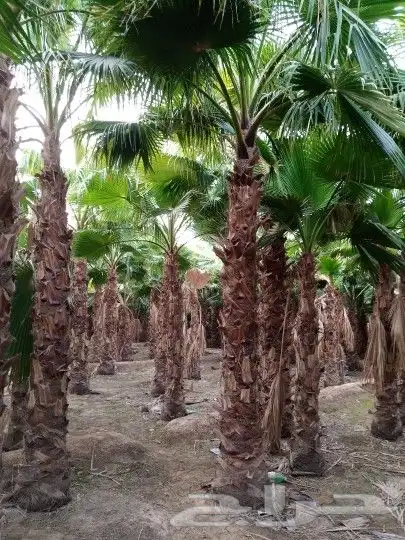 نخل واشنطن 1