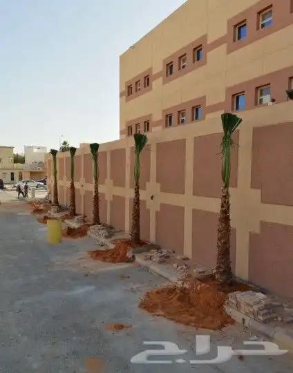 نخل واشنطن 2
