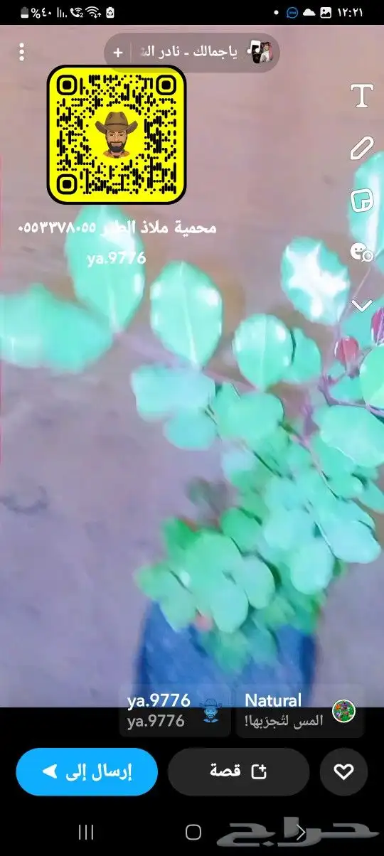 خروب شتلات الخروب 0