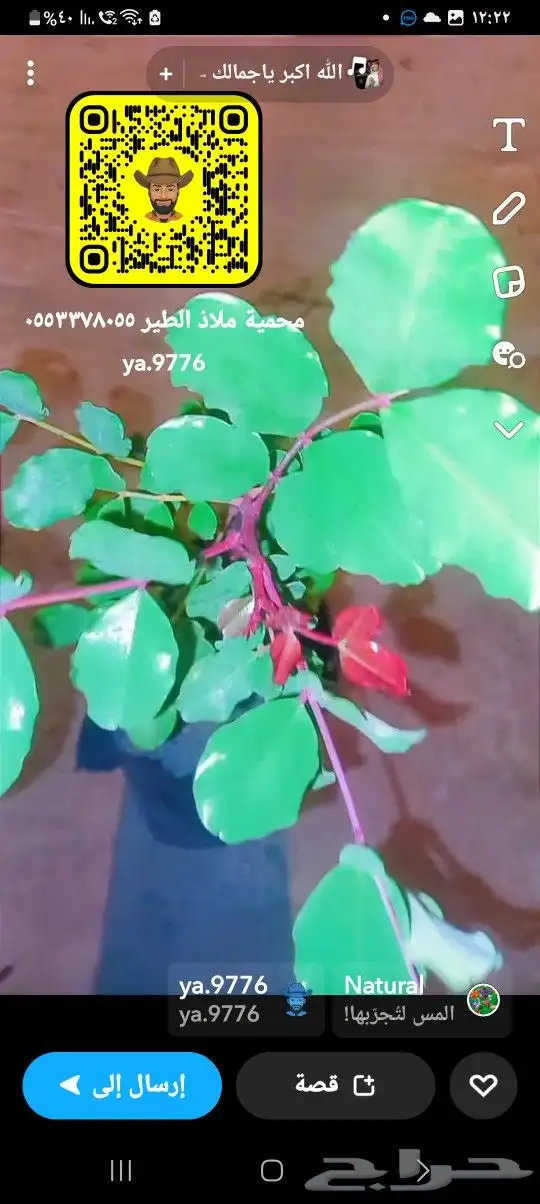 خروب شتلات الخروب 1