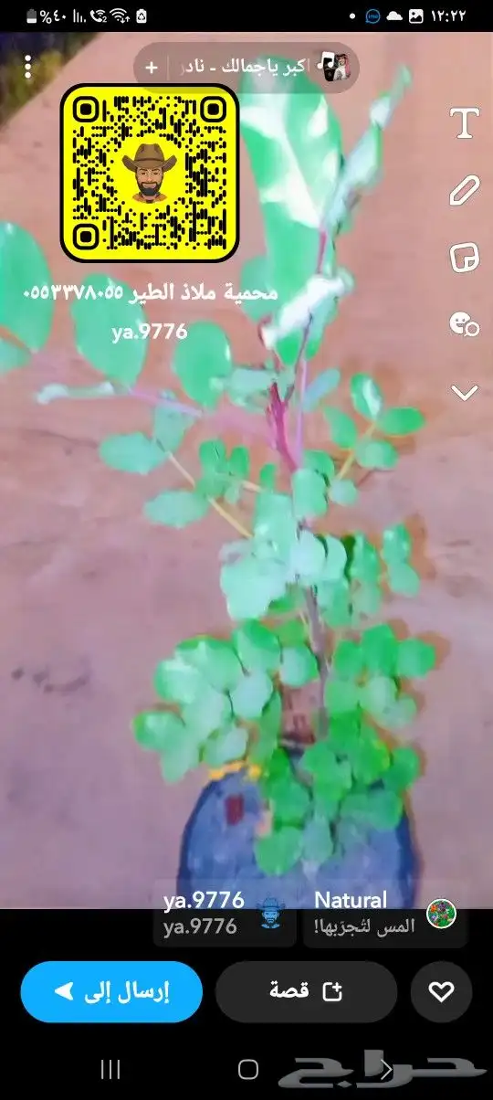خروب شتلات الخروب 2