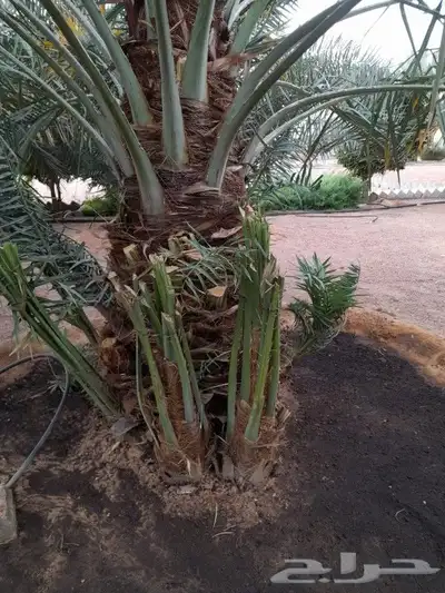 جميع انواع النخيل عربي ووشنطني 9