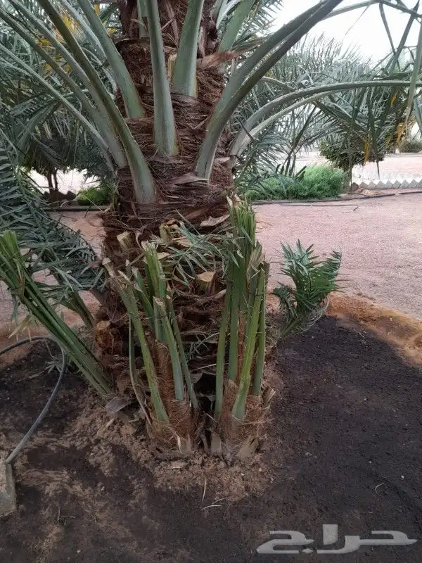 جميع انواع النخيل عربي ووشنطني 9