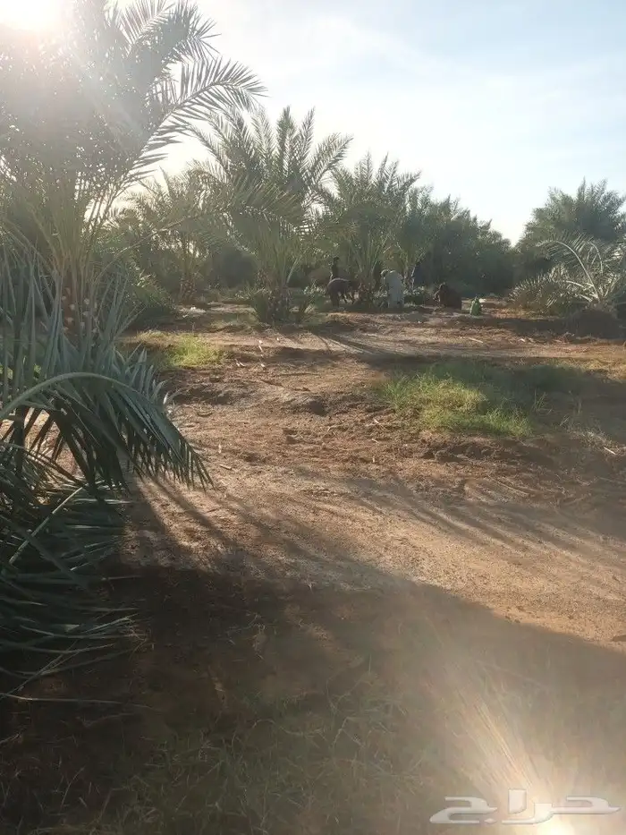 نخل القصيم 6