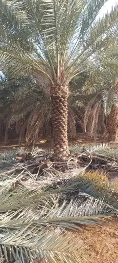 مقول شبوك ونخيل 8
