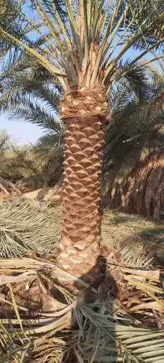 مقول شبوك ونخيل 9