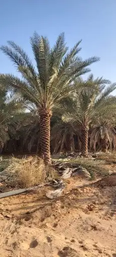 مقول شبوك ونخيل 6