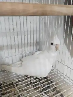 انثي كوكاتيل ( كروان )منتجة 3