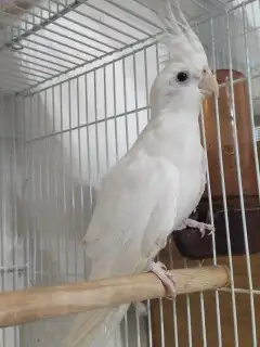 انثي كوكاتيل ( كروان )منتجة 1