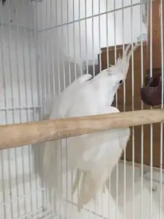 انثي كوكاتيل ( كروان )منتجة 2