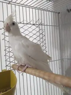 انثي كوكاتيل ( كروان )منتجة 4