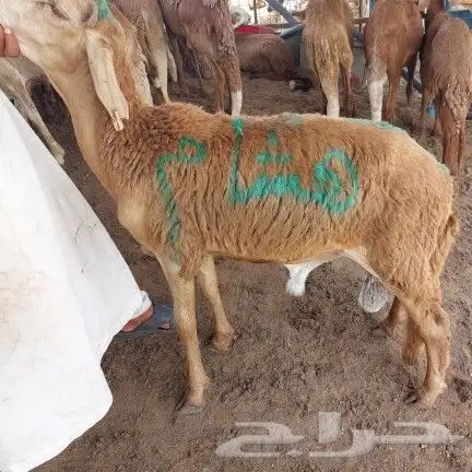 ذبايح سواكني و حري مع التوصيل و طبخ مناسبات 13