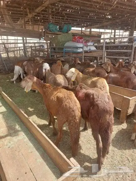 ذبايح سواكني و حري مع التوصيل و طبخ مناسبات 9