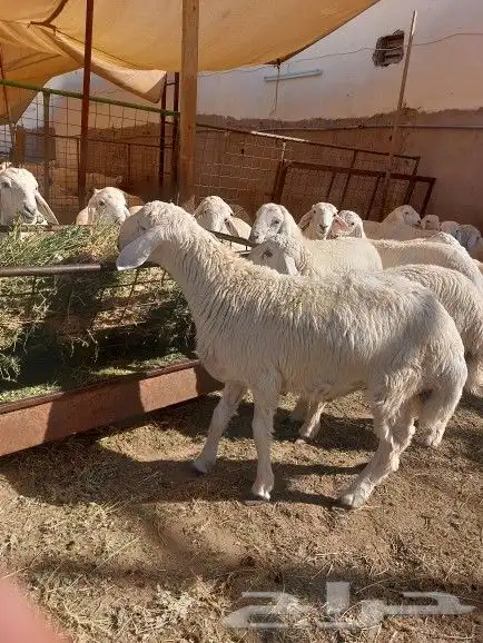 ذبايح سواكني و حري مع التوصيل و طبخ مناسبات 0