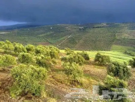 زيت زيتون فلسطيني معصور على البارد وجديد الموسم 6