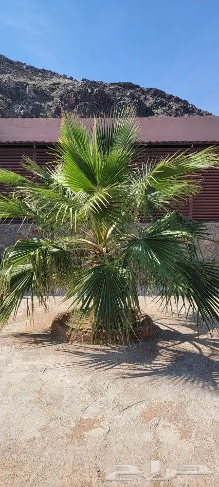 نخيل واشنطنيا 0